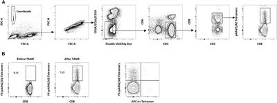 Tetramer-Based Enrichment of Preexisting Anti-AAV8 CD8+ T Cells in Human Donors Allows the Detection of a TEMRA Subpopulation